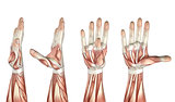 3D medical figure showing thumb abduction, adduction, extension 