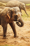 Elephant animal walking by sand