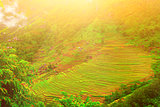 paddy fields in Nepal