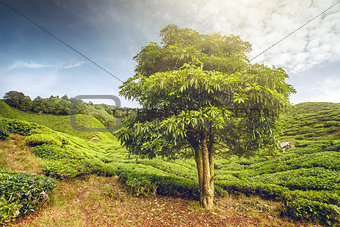Big tree on tea plantation