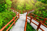 crossed bridges in tropical forest