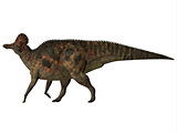 Corythosaurus on White