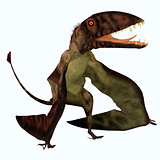 Dimorphodon Pterosaur