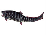 Dunkleosteus Devonian Fish