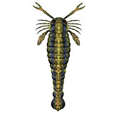 Pterygotus Silurian Scorpion