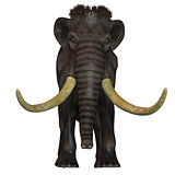 Woolly Mammoth Front