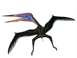 Zhejiangopterus Flying Pterosaur