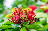 Closeup of Red Ixora Coccinea flower