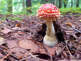 Fall at the forest with a Amanita muscaria fly agaric