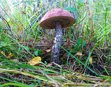 brown cap boletus on the grass in forest