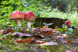 Fall at the forest with a Amanita muscaria fly agaric