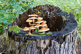 tree stump with mushrooms and moss