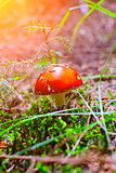 Detail of fly agaric in forest