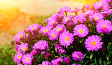 Purple flowers with sunshines