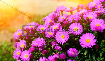 Purple flowers with sunshines