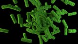 green bacteria cells