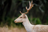 White Fallow Deer Close Up