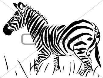 Full Body  Zebra Vector