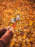 Close up on little dog on lead enjoying fall leaves in park