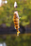 Caught Perch with spinning lure hanging over the water
