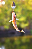 Caught Perch with spinning lure hanging over the water