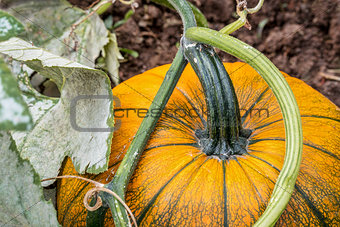 pumpkin growing a in garden