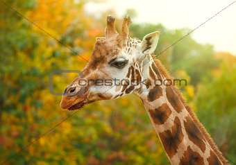 Giraffe animal in nature