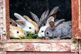 Rabbits in a hutch