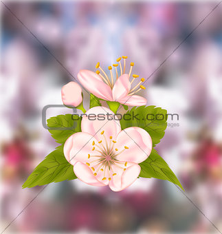 Cherry Blossom, Blur Nature Background