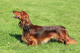Typical Red Dachshund  Long-haired in the garden