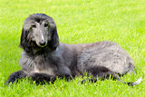 Typical black Afghan Hound on a green grass lawn 