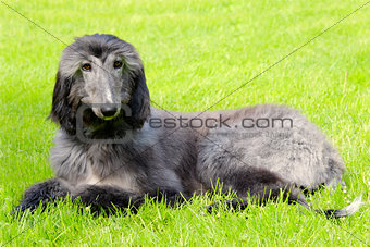 Typical black Afghan Hound on a green grass lawn 