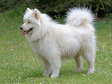 Typical Russian white Samoyed dog