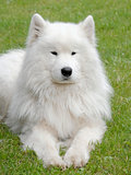 Typical Russian white Samoyed dog