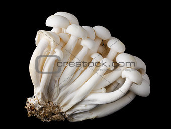 White Beech Mushrooms, Bunapi Shimeji on Black Background