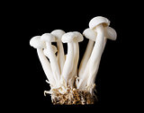 Small Group of White Beech Mushrooms On Black Background