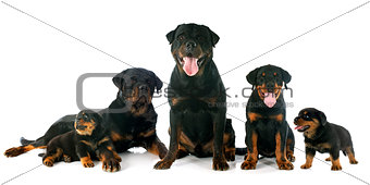 puppies and adults rottweiler