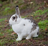 European Domestic Rabbit (Oryctolagus cuniculus)