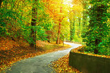 Track in autumnal park with yellow trees