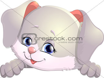 Little rabbit on a white background