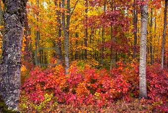 Vivid Fall Foliage
