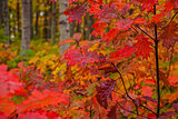 Bright Fall Foliage