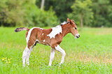 Horse foal walking in green grass 