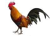 Cuban Rooster