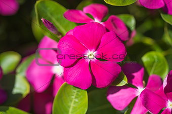 Closeup of Madagascar rosy periwinkle flower