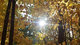 Fall Forest w/ Sun HIGH RESOLUTION