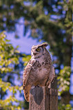 Owl sits on a log