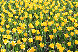 yellow tulips on the flower-bed