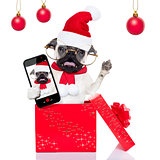 christmas surprise selfie dog 