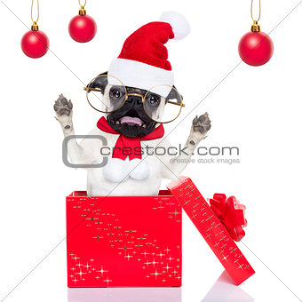 christmas surprise dog 